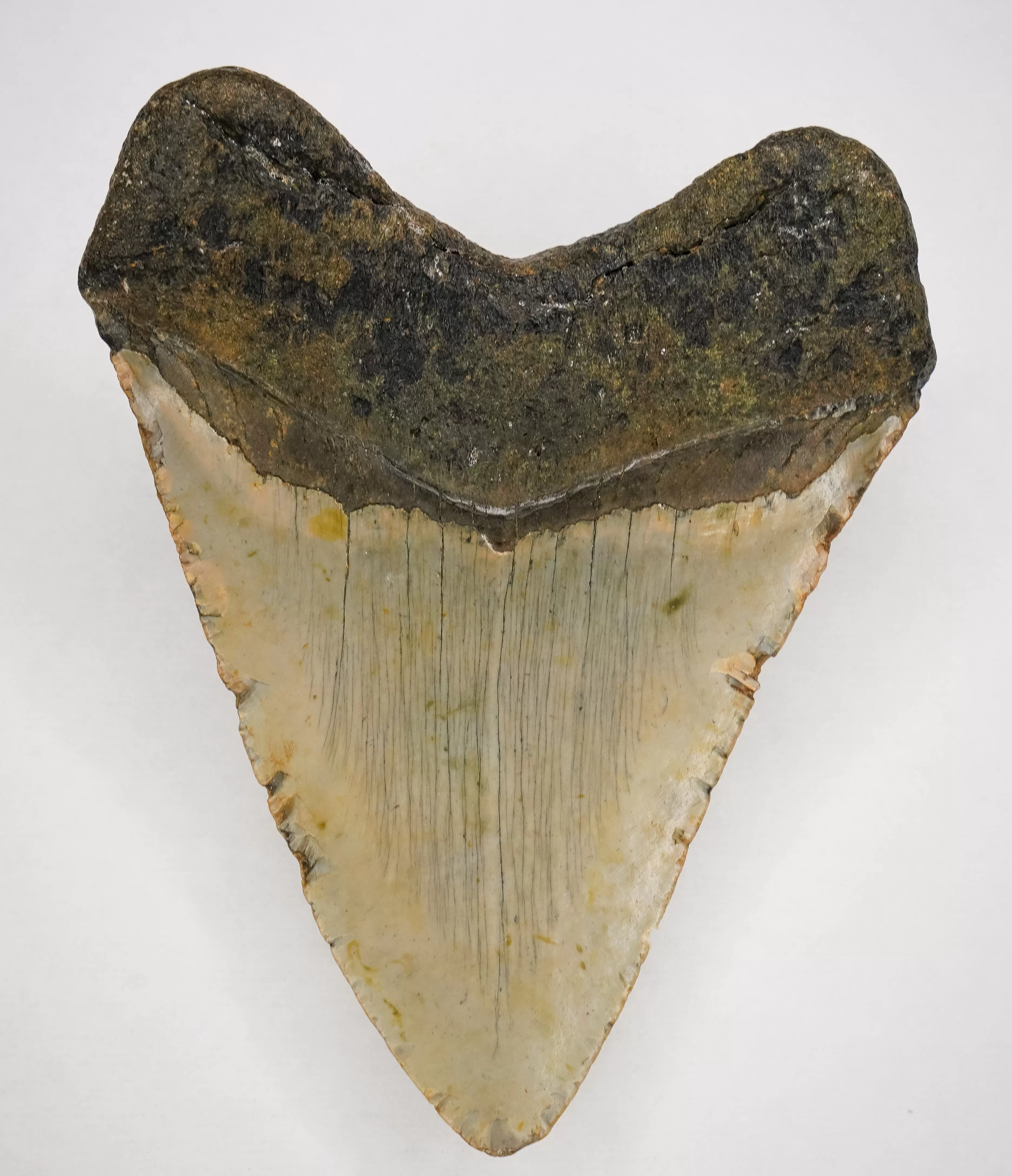 Megalodon Fossil Authentic