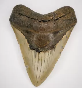 Megalodon Fossil Authentic