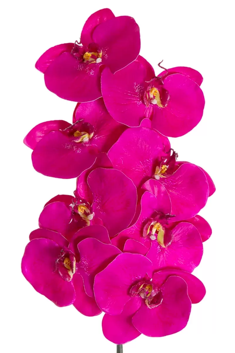 Phalaenopsis Mauve Orchid Spray