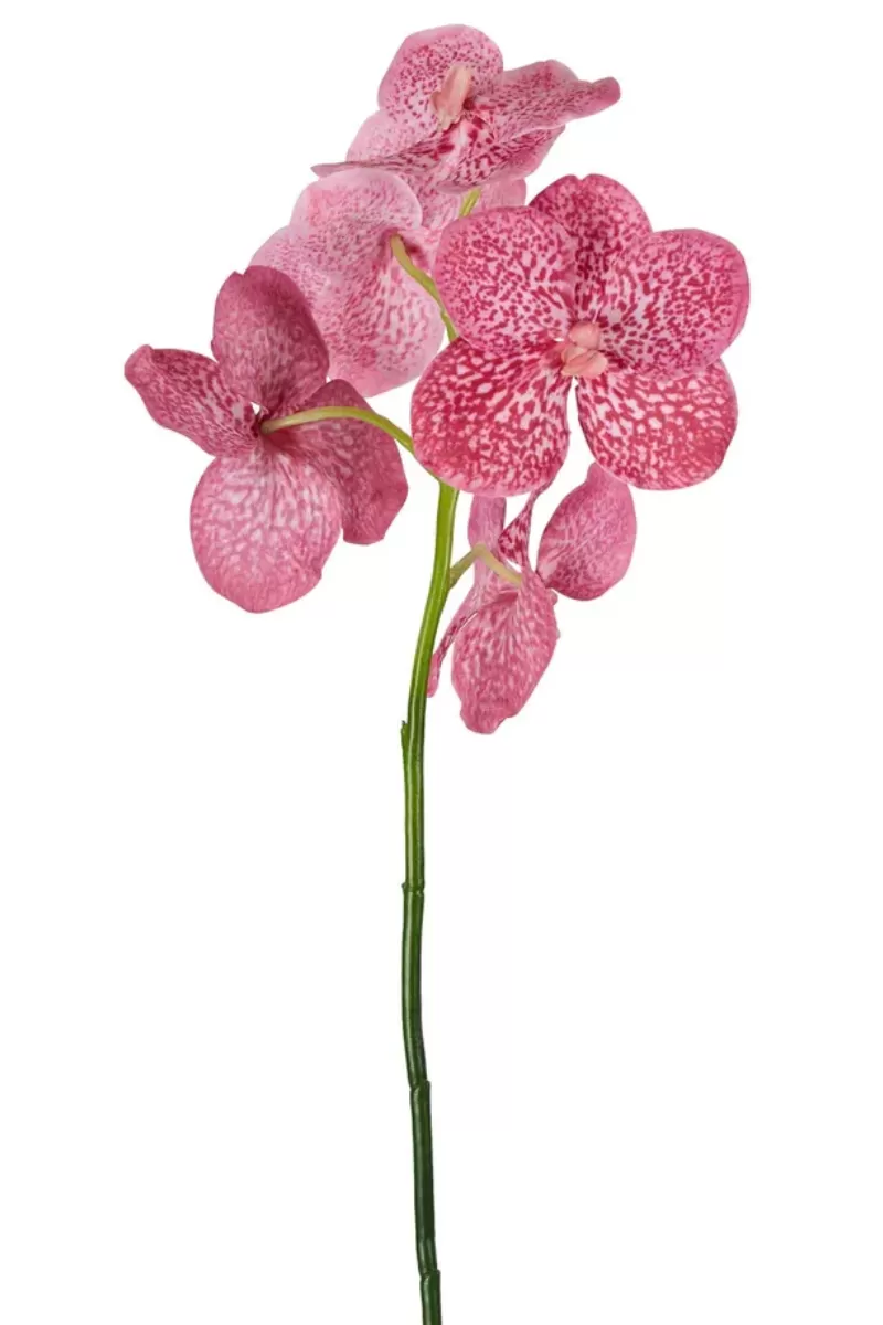 Vanda Orchid Stem