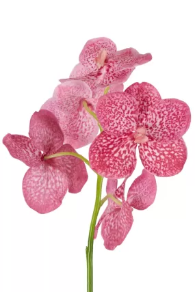 Vanda Orchid Stem